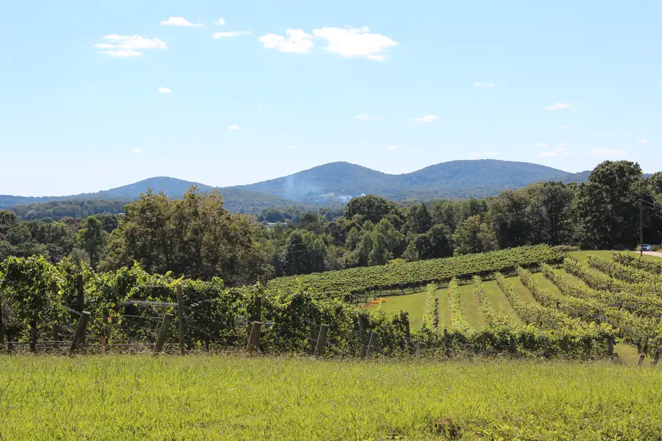 Vineyard rows on a hillside in Lumpkin County with the Three Sisters mountains on the horizon.